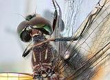 Dragonfly Closeup_27841-7